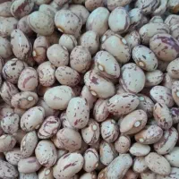 لوبیاچیتی ولپه لوبیا|خوردنی و آشامیدنی|شیراز, شهرک ترکان|دیوار