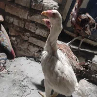جوجه لاری
