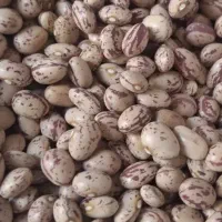 لوبیا چیتی ازبک