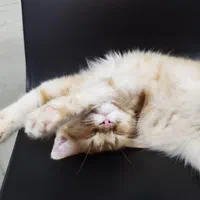 پیشی 4 ماهه|گربه|بندر انزلی, آخرخط|دیوار