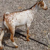 فروش انواع بز صلاله زینتی اصل عمانی