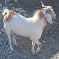 گوسفند فروشی