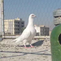 کبوتر|پرنده|شیراز, شریف‌آباد|دیوار
