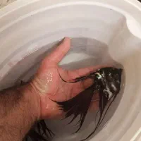 فروش آنجل جفت و سایز درشت