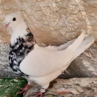 ۲۰جفت طوقی هفت رنگ الماسی شازده معاوضه