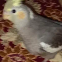 لطفاً پیداش کنید