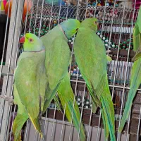 مادام گل بالغ و آماده برای جوجه کشی نر و ماده|پرنده|اصفهان, حسین‌آباد|دیوار