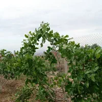 فروش زمین ۷۰۰ متری|فروش زمین و ملک کلنگی|ایلخچی, |دیوار