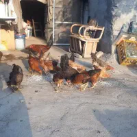 مرغ و خروس و جوجه کردی|حیوانات مزرعه|کرمانشاه, |دیوار