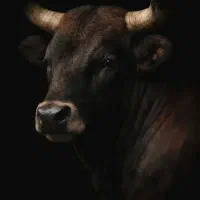 گوساله نر ماده چهار عدد