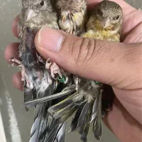 سره قناری شاتخم ۳تا