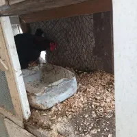 قفس چوبی سه طبقه