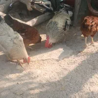 مرغ دورک