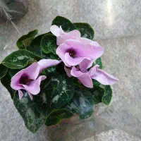 دیفن افوربیا سیکلامن کالانکولا بونسای اواع آگلونما|گل و گیاه طبیعی|تهران, تولید دارو|دیوار