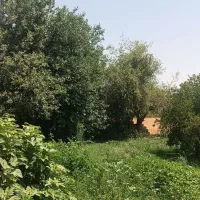 باغچه درخت دار برقدار در دزفول|فروش زمین و ملک کلنگی|اهواز, گلستان|دیوار