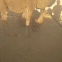 ۲نفرشتربرای فروش