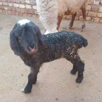 بره شیری ماده