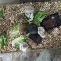 حیوانات خانگی