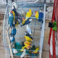 کوتوله،مرغ عشق،انواع طوطی وفنچ،مرغ مینای سخنگو|پرنده|بروجن, |دیوار