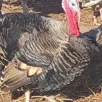 بقلمون محلی|حیوانات مزرعه|شوط, |دیوار