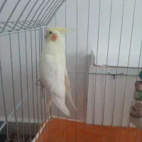 عروس هلندی جفت