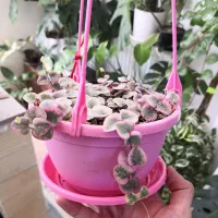 سروپژیا ابلق یا زنجیره قلب ها