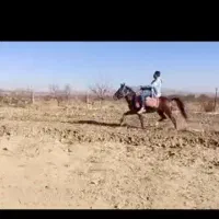 اسب یورقه آبستن|اسب و تجهیزات اسب‌سواری|نیشابور, رحمت آباد|دیوار