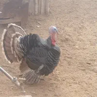 بوقلمون محلی|حیوانات مزرعه|بوئین زهرا, |دیوار