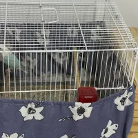 جفت مولد کارداده برزیلی با وسایل