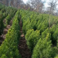 کاج کله قندی مشهد