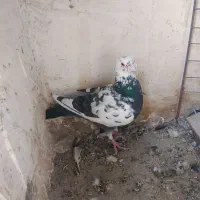 نر سوسکی سیاه