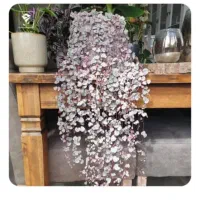 گل و گیاه  آپارتمانی. سروپژیا