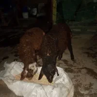 نر بره