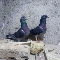 کفتر مسافتی معاوضه با هرچی بکارم بیاد یا فروشی