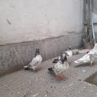 کبوتر