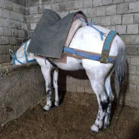 اسب 6سال یورقه تند مادر زاد