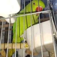 طوطی ملنگوسخنگو