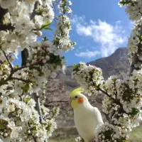 عروس هلندی نر سخن گو