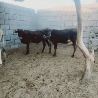 گوساله   نر