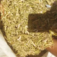 کاه لوبیا درجه یک