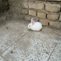 خرگوش|موش و خرگوش|شاهرود, |دیوار