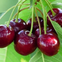 نهالستان پسته و بادام مقاوم به سرمای پالیز|خدمات باغبانی و درختکاری|گرمی, |دیوار