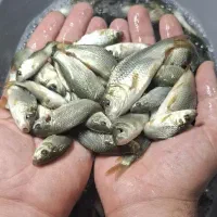 طعمه بچه ماهی کپور برای استخر ماهیگیری