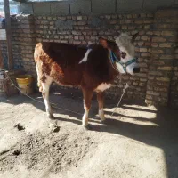 گوساله ماده چاق هیکل درشت