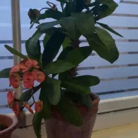 گل مرجان گلدرشت