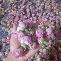 گل محمدی خشک شده