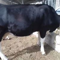 گاو و گوساله|حیوانات مزرعه|خوی, |دیوار