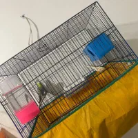 مرغ عشق|پرنده|شوش, |دیوار