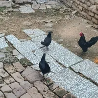 مرغ و خروس مینیاتوری سرحال|حیوانات مزرعه|ساری, |دیوار