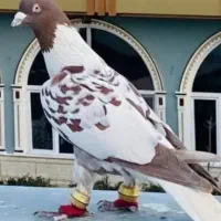 کفتر رنگی همه رقم تعداد، تکی،جفتی